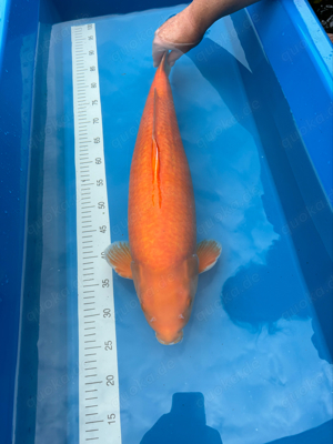 Koi 61cm Karashigoi Koyo Karashi von Chris Vietorisz