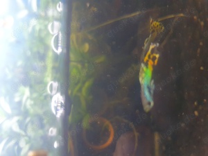 GUPPYS - Yellow Cobra - M    Bild 4