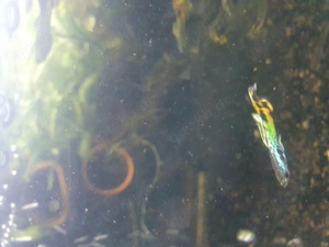 GUPPYS - Yellow Cobra - M    Bild 5