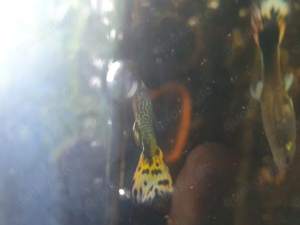 GUPPYS - Yellow Cobra - M    Bild 2