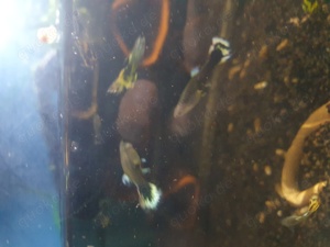 GUPPYS - Yellow Cobra - M    Bild 3