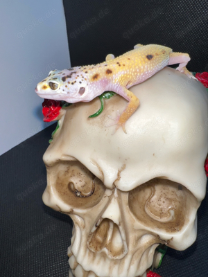 Leopardgecko Jungtiere aus 2023