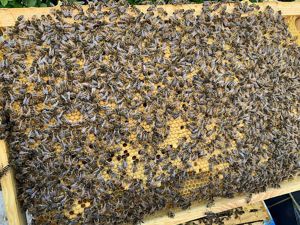 Bienenvölker Buckfast auf US Dadant