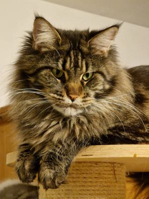 Maine Coon Kastratinnen mit Stammbaum genetisch N N und Herz- und Nieren geschallt