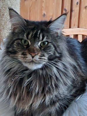 Maine Coon Kastratin mit Stammbaum 2 Jahre