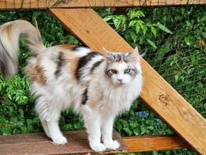  Maine Coon Kastratinnen mit Stammbaum genetisch N N 