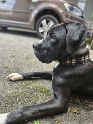 Dogge-Boxer Mischling abzugeben