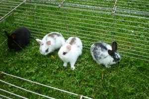 Zwergkaninchen Kastriertes Männchen und Weibchen  Bild 2