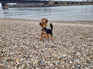 Yorkshire terrier Mädchen 