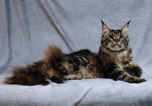 Maine Coon Kater mit Stammbaum