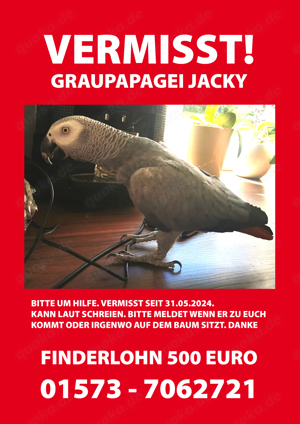 Graupapagei vermisst