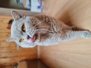 Kräftiger Kater in Fawn zu verkaufen  Bild 6
