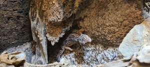 Leopardgeckos