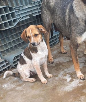 Nele kennt bisher nur das Tierheim Bild 8