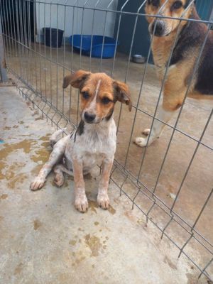 Nele kennt bisher nur das Tierheim Bild 6