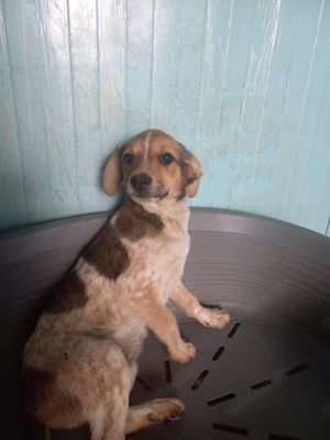 Nele kennt bisher nur das Tierheim Bild 5