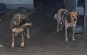 Nele kennt bisher nur das Tierheim Bild 9