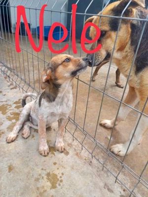 Nele kennt bisher nur das Tierheim Bild 7