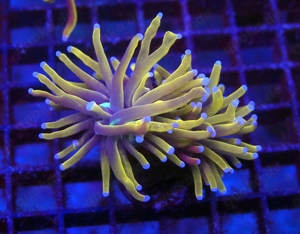 Euphyllia Glabrescens Golden Torch NY Knicks