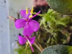 Sonerila Tuber spec Thailand 