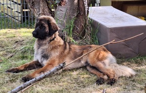 Welpe, junge weibliche Leonberger Dame 