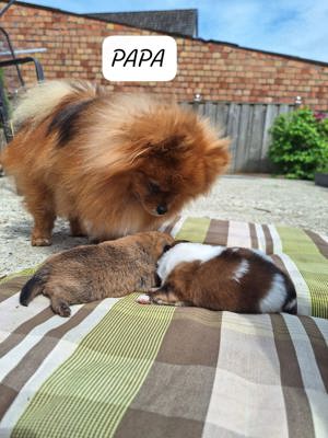 Deckrüde  Bild 2
