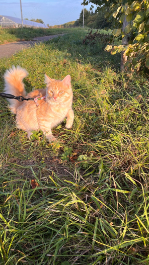 Main Coon Deckkater