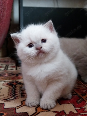 BKH KITTEN British Kurzhaar * entwurmt & stubenrein * beide Eltern aus Hannover 