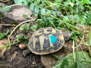 Griechische Landschildkröten thb. NZ 2023 mit EU Bescheinigungen