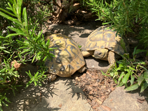 Griechische Landschildkröten thb. NZ 2023 mit EU Bescheinigungen Bild 8
