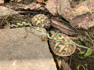 Griechische Landschildkröten thb. NZ 2023 mit EU Bescheinigungen Bild 5