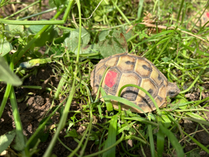 Griechische Landschildkröten thb. NZ 2023 mit EU Bescheinigungen Bild 6