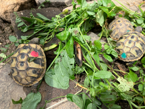 Griechische Landschildkröten thb. NZ 2023 mit EU Bescheinigungen Bild 3