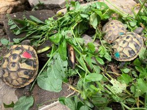 Griechische Landschildkröten thb. NZ 2023 mit EU Bescheinigungen Bild 7