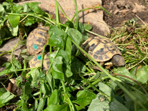 Griechische Landschildkröten thb. NZ 2023 mit EU Bescheinigungen Bild 4