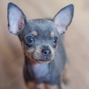 Chihuahua Mini  Prinzessin 