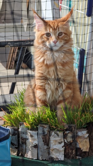 Liebhabertiere, Maine Coon 