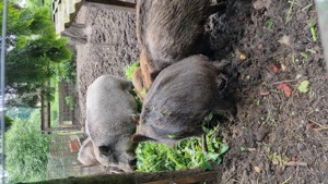 Wildschweine 2 Bachen und 1 Keiler 