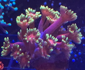 Korallen Meerwasser Goniopora