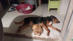 Rottweiler-Schäferhund-Australien-Shepherd-Mix  Mädel 