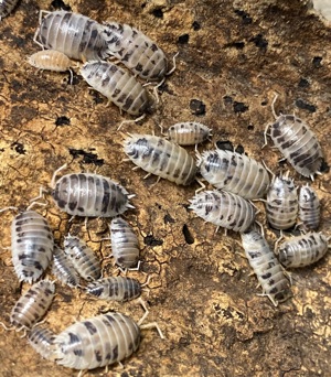 Porcellio laevis  Panda 