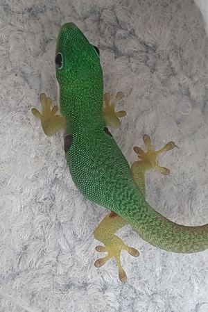 0.2 Phelsuma quadriocellata quadriocellata 