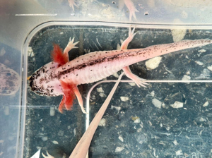 Axolotl Dalmatiner (Harlekin) Nachzuchten