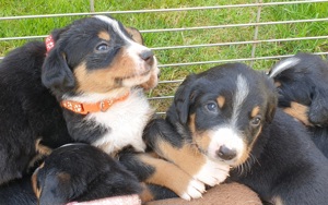 Appenzeller Sennenhund Welpen im schönen tricolor (Schwarz-Weiß-Braun) abgabebereit ab Juli