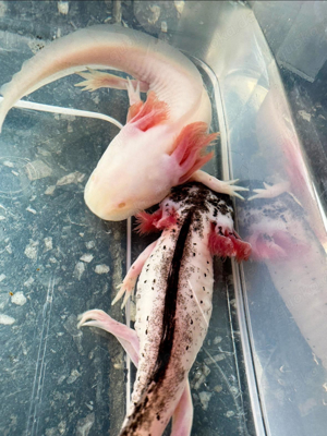 Axolotl Jungtiere diverse Farbschläge BD negativ 