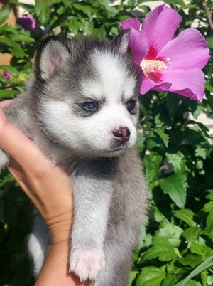 Pomsky & Alaskan Klee Kai Pomklee Welpen