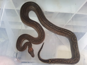 0.1 boa super Onyx 2019