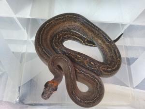 0.1 boa constrictor super Onyx ph Angel 2019