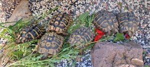 griechische Landschildkröten adult