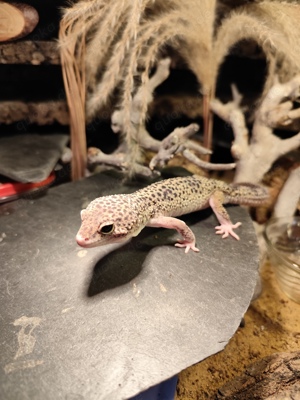 1.0 MS Eclipse poss het Murphy Patternless